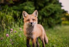 brown animal on green grass