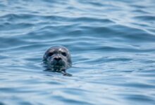 gray seal in water at daytime