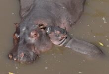 black rhinoceros