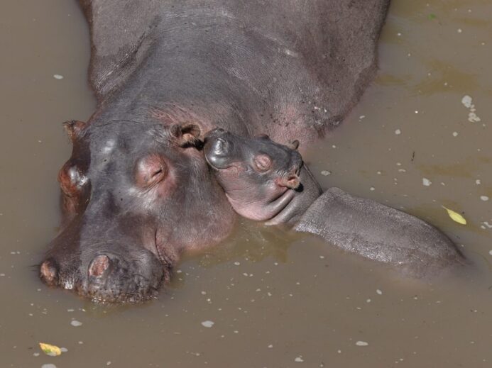 black rhinoceros