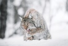 brown and black cat on snow covered ground