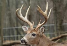 brown deer in a cage
