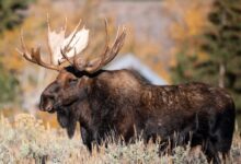 brown moose on green grass during daytime