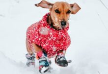 brown short coated dog wearing red and white polka dot shirt sitting on snow covered ground