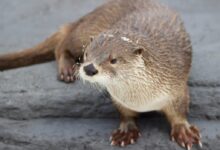 brown and white animal on gray rock