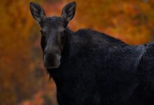black animal