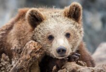 a brown bear sitting on top of a tree branch