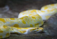 shallow focus photo of Burmese python