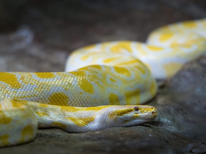 shallow focus photo of Burmese python