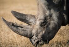 rhinoceros eating grass