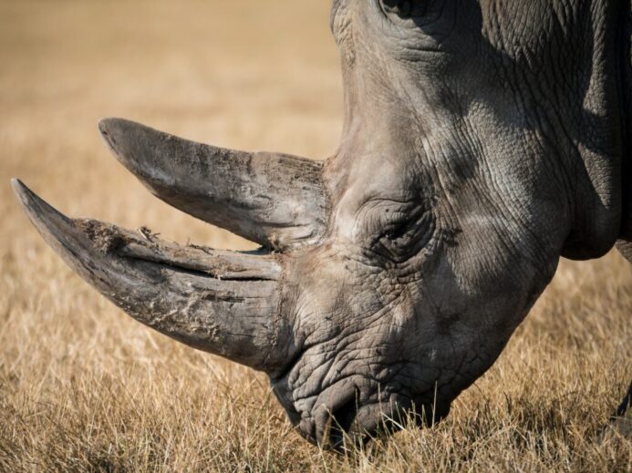 rhinoceros eating grass