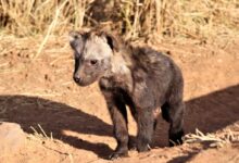 a small animal standing on dirt