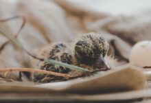 close up photography of hatchling