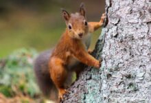 brown squirrel on brown tree trunk