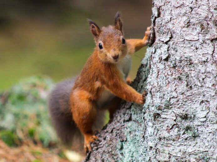 brown squirrel on brown tree trunk
