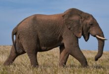 brown elephant on green grass field during daytime