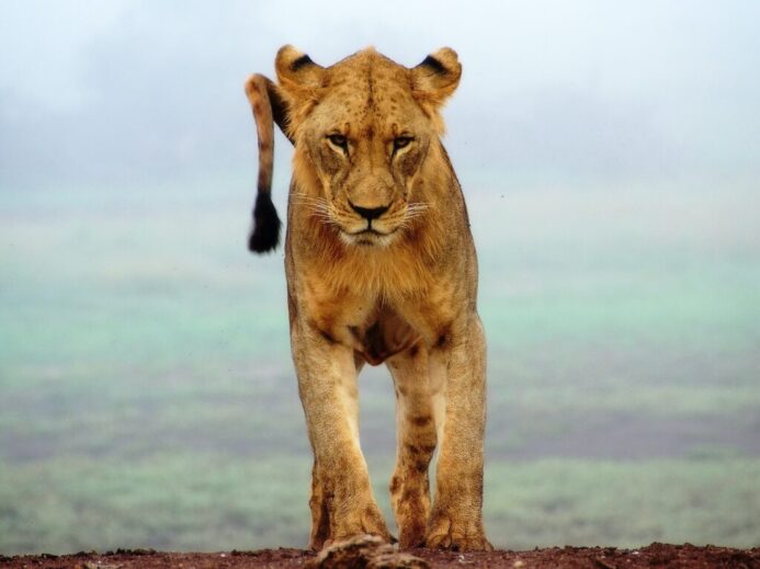 lioness standing on brown sands