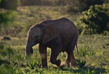 brown baby elephant walking on green grass field during daytime