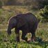 brown baby elephant walking on green grass field during daytime
