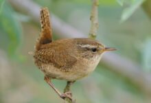 brown bird on tree branch
