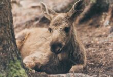 brown donkey lying beside tree