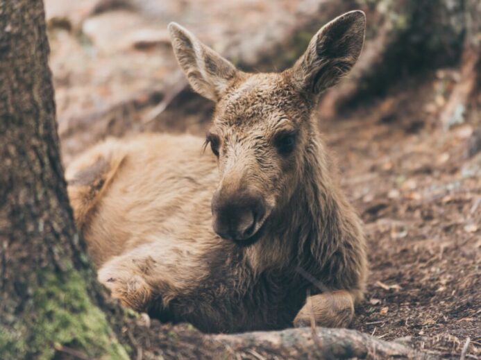 brown donkey lying beside tree