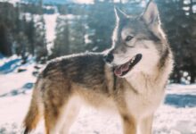 grey wolf on snow field