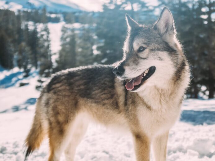 grey wolf on snow field