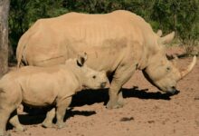 two gray rhinos