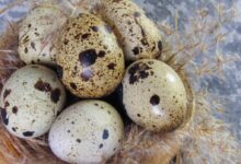 a bunch of quails sitting in a basket on a table