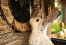 white and brown rabbit on brown wooden log
