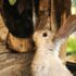 white and brown rabbit on brown wooden log