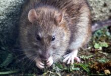 brown mouse on green grass