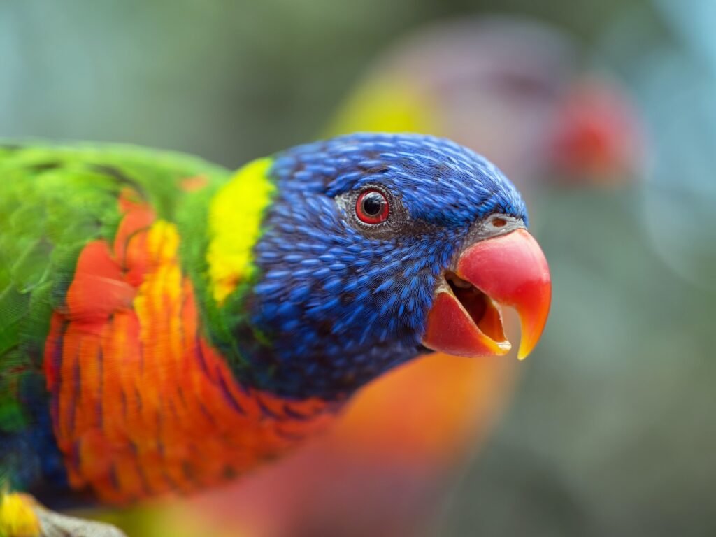 - NeposlušnéTlapky blue orange green bird
