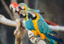 blue-and-yellow macaw