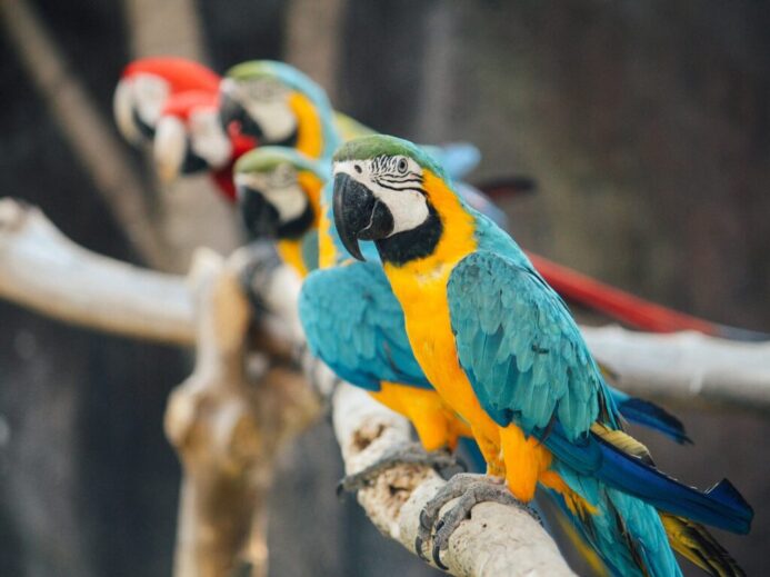 blue-and-yellow macaw
