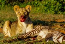 brown and white tiger lying on green grass during daytime