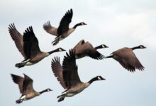 gray-and-black mallard ducks flying during day time