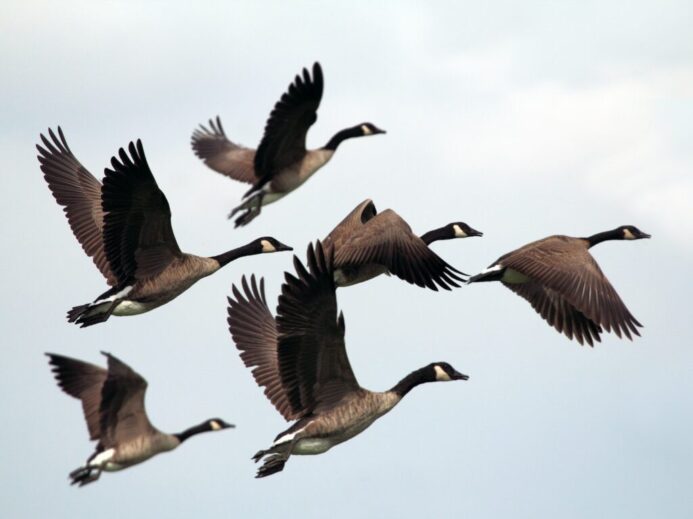 gray-and-black mallard ducks flying during day time