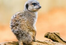 meerkat