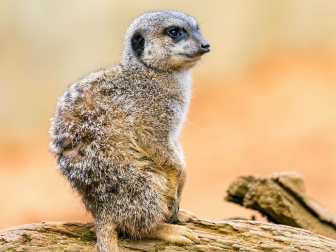 meerkat