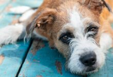 brown and white dog lying down