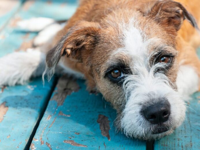 brown and white dog lying down
