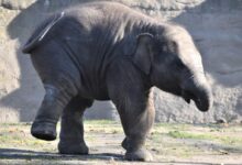 gray elephant walking on dirt ground during daytime