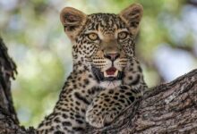 leopard on brown tree branch during daytime
