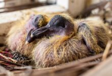 focus photography of bird on nest