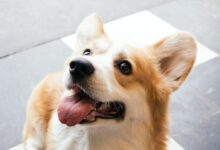 short-coated white and brown dog on white floor tiles