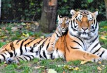 brown and black tiger lying on ground