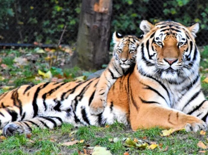 brown and black tiger lying on ground