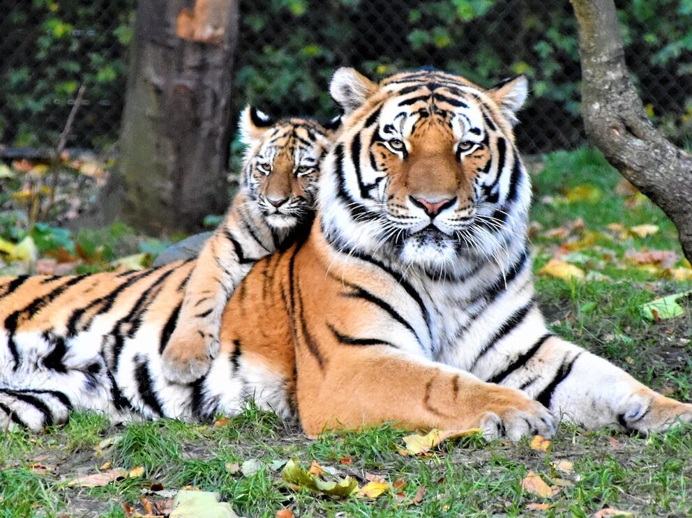 brown and black tiger lying on ground